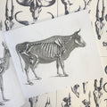 Inside pages of Animal Skulls and Skeletons featuring a black and white cow skeleton and outline on a white background.