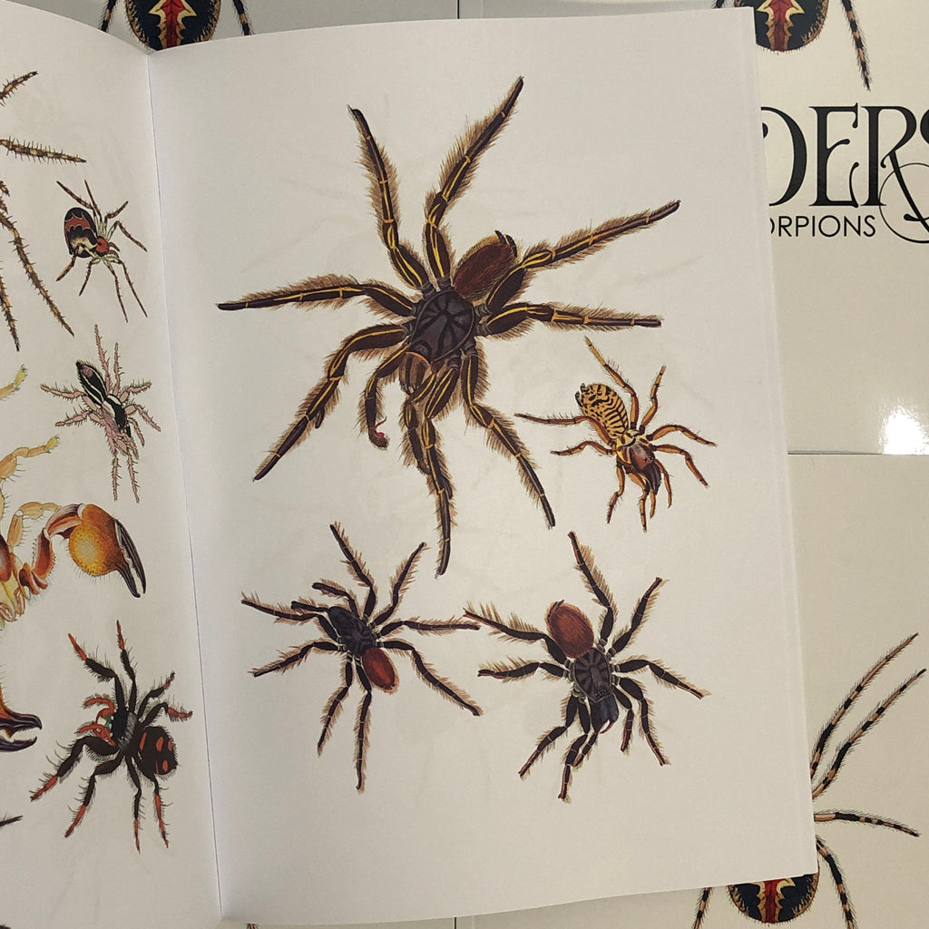 Spiders 101: Types of Spiders & Spider Identification