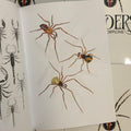 Inside page of Spiders And Scorpions displaying three skinny legged with wide torso spiders.