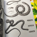 Drawings of snakes from Snakes Book