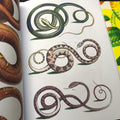 Colorful drawings of snakes in Snakes Book.