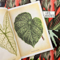 Inside pages of Les Plantes featuring illustrations of the Begonia Daedalea and the Caladium Belleymil leaves.