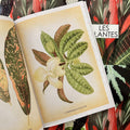 Inside pages of Les Plantes featuring illustrations of the Cypripedium Concolor leaves and flower and the Croton Pictum leaves.
