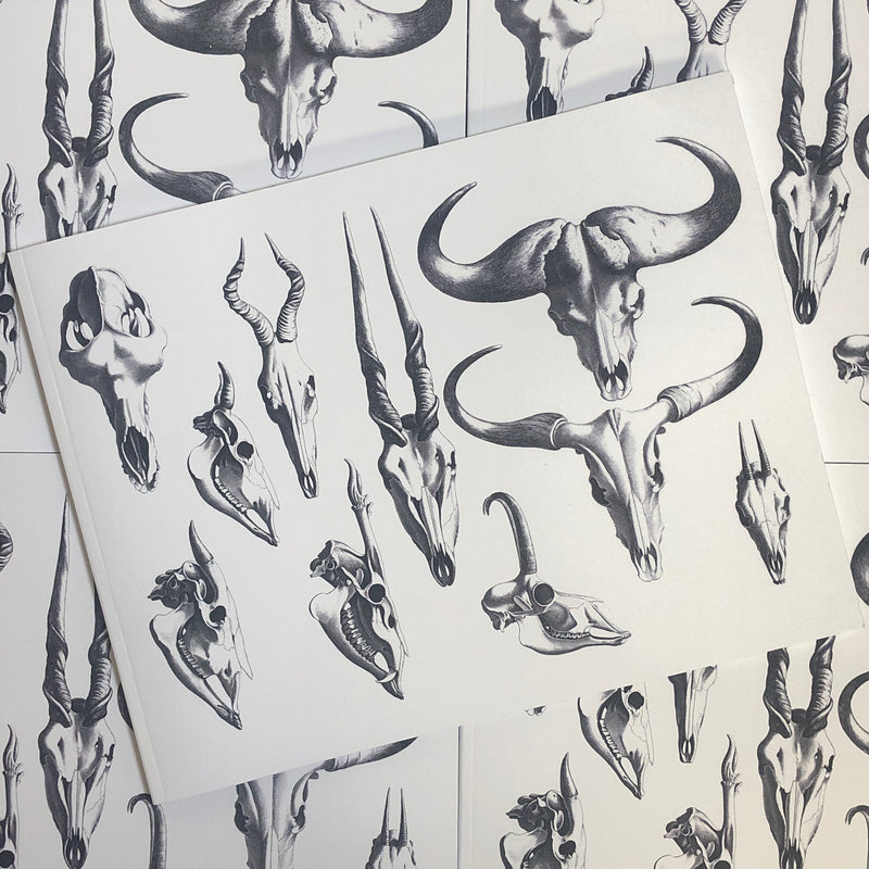 Front cover of Animal Skulls and Skeletons featuring black and white animal skulls on a white background.