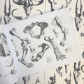 Inside pages of Animal Skulls and Skeletons featuring black and white animal skeleton parts on a white background.