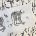 Inside pages of Animal Skulls and Skeletons featuring a black and white monkey skeleton, outline, and skull variations on a white background.