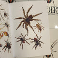 Inside page of Spiders And Scorpions showcasing four hairy legged spiders. 