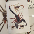 Inside page of Spiders And Scorpions showcasing three scorpions and one spider. Two of the scorpions have big claws and one has skinnier claws. 